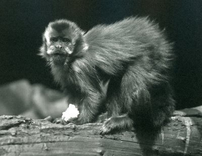 Un Capucin Brun ou Touffu au Zoo de Londres, juillet 1914 - Frederick William Bond